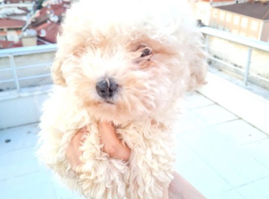 Ender Görülen Bichon Yavrumuz görsel
