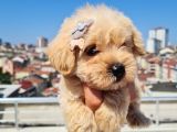 Minik Malti̇po Yavrumuz