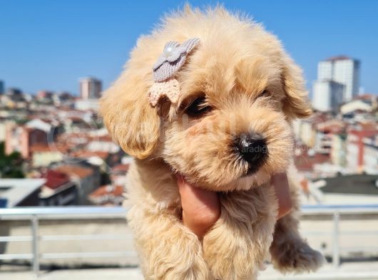 Minik Malti̇po Yavrumuz görsel