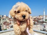 Minik Malti̇po Yavrumuz