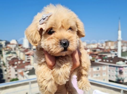 Minik Malti̇po Yavrumuz görsel