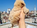 Minik Malti̇po Yavrumuz