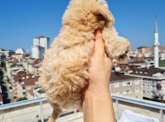 Minik Malti̇po Yavrumuz görsel