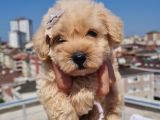 Minik Malti̇po Yavrumuz