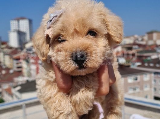 Minik Malti̇po Yavrumuz görsel