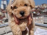 Minik Malti̇po Yavrumuz