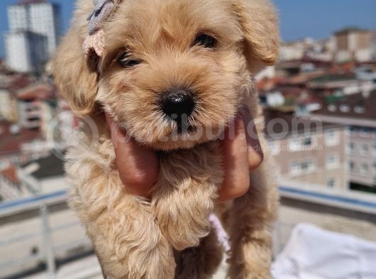 Minik Malti̇po Yavrumuz görsel