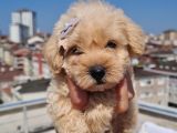Minik Malti̇po Yavrumuz