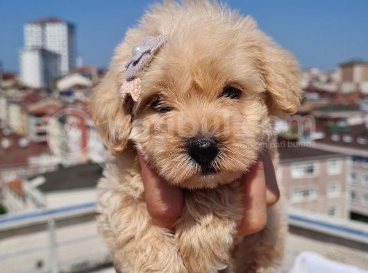 Minik Malti̇po Yavrumuz görsel