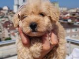 Minik Malti̇po Yavrumuz