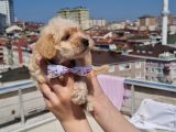 Efsane Maltipo