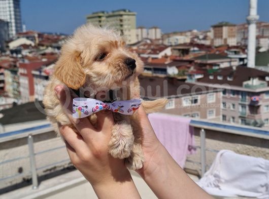 Efsane Maltipo