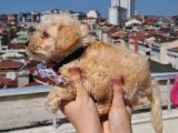 Efsane Maltipo