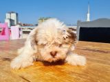 Şahane Morkie Yavrumuz
