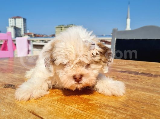 Şahane Morkie Yavrumuz görsel