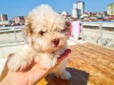 Şahane Morkie Yavrumuz