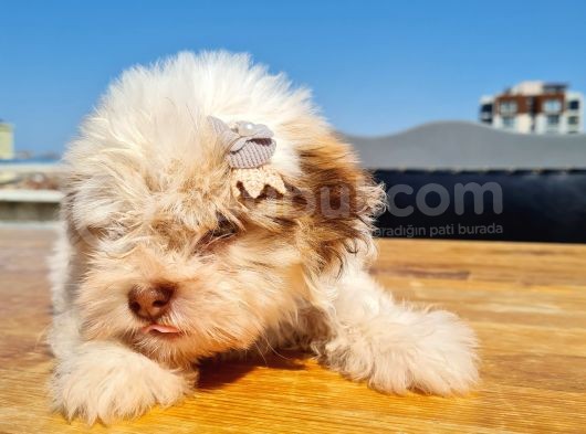 Şahane Morkie Yavrumuz görsel