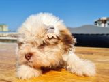 Şahane Morkie Yavrumuz