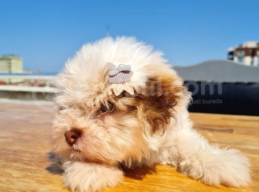Şahane Morkie Yavrumuz görsel