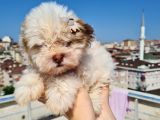 Şahane Morkie Yavrumuz
