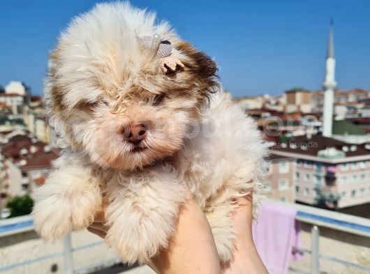 Şahane Morkie Yavrumuz görsel