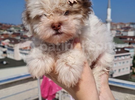 Şahane Morkie Yavrumuz görsel