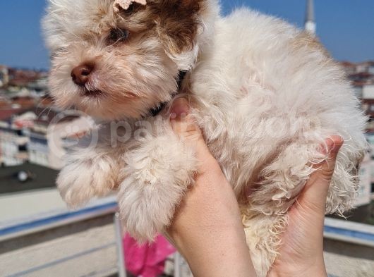 Şahane Morkie Yavrumuz görsel