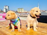 Golden Yavrularimiz