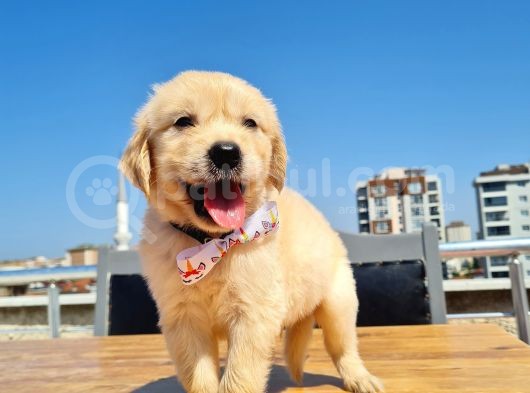 Bebek Yüzlü Golden
