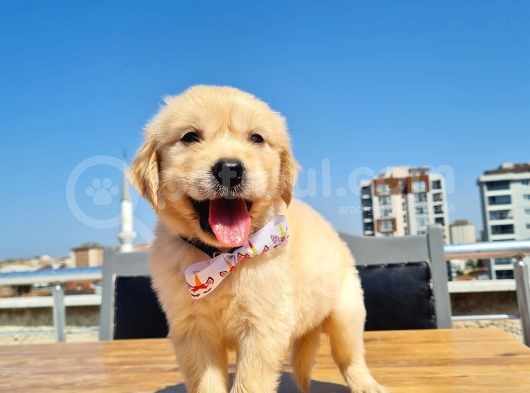 Bebek Yüzlü Golden görsel