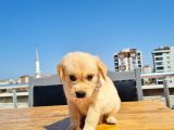Bebek Yüzlü Golden