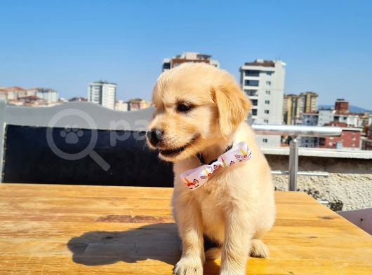 Bebek Yüzlü Golden görsel