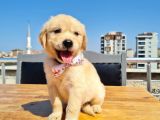 Bebek Yüzlü Golden