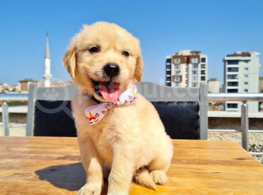 Bebek Yüzlü Golden görsel