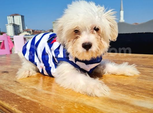 Şahane Maltese