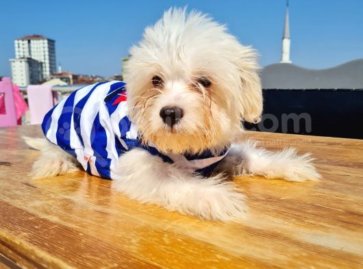 Şahane Maltese görsel