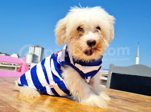 Şahane Maltese görsel