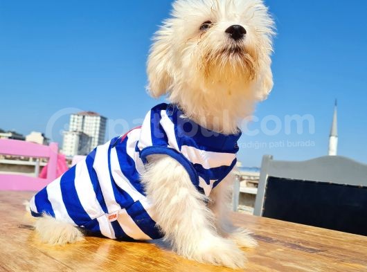 Şahane Maltese görsel