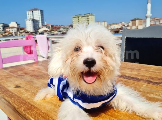 Şahane Maltese görsel