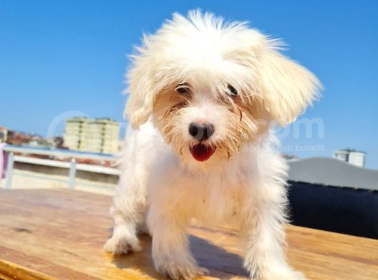 Şahane Maltese