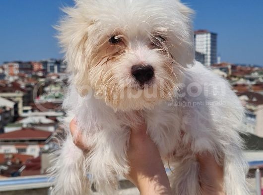 Şahane Maltese görsel