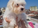 Şahane Maltese