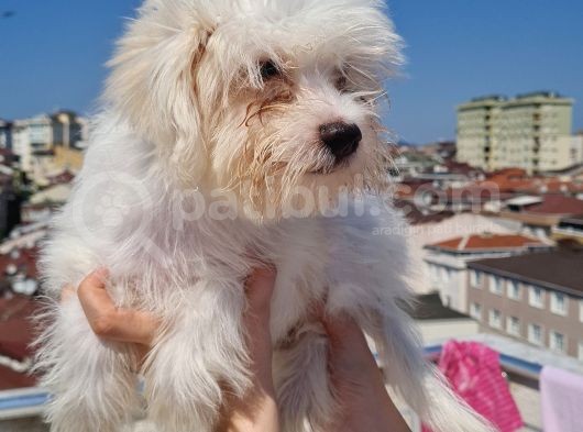 Şahane Maltese görsel