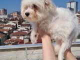 Şahane Maltese