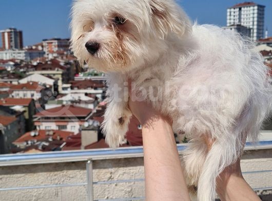 Şahane Maltese görsel