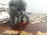 Kedilerime Sahiplenecek Bir Aile Ariyorum