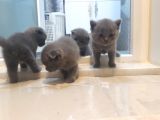 Kedilerime Sahiplenecek Bir Aile Ariyorum