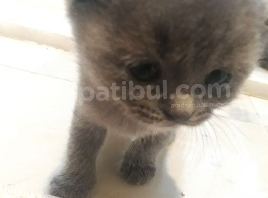 Kedilerime Sahiplenecek Bir Aile Ariyorum