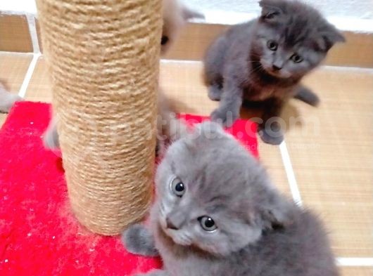 2 Scottish, 3 Blue Point Bebeklerimiz görsel