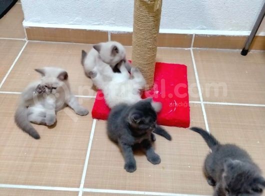 2 Scottish, 3 Blue Point Bebeklerimiz görsel